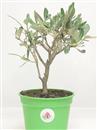 <b>Olivo P/B</b> Esemplare Unico cm 25-19,80