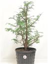 <b>Metasequoia P/B</b> Esemplare Unico cm 55-39,00 €