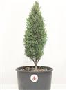<b>Cipresso P/B</b> Esemplare Unico cm 39-29,80 €