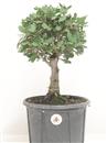 <b>Quercia da Sughero P/B</b> Esemplare Unico cm 41-39,00 €