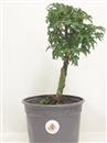 <b>Acero Shishigashira P/B</b> Esemplare Unico cm 31-39,00 €
