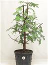 <b>Metasequoia P/B</b> Esemplare Unico cm 60-39,00 €