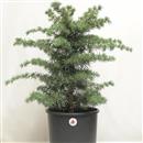 <b>Cedro del Libano P/B</b> Esemplare Unico cm 56-49,00 €