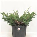 <b>Ginepro Kishu P/B</b> Esemplare Unico cm 30-39,00 €