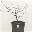 <b>Albero di Giuda P/B</b> Esemplare Unico cm 35-37,00 €