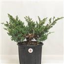 <b>Ginepro Kishu P/B</b> Esemplare Unico cm 33-39,00 €