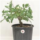 <b>Quercia P/B</b> Esemplare Unico cm 33-39,00 €