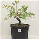 <b>Quercia P/B</b> Esemplare Unico cm 32-45,00 €