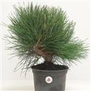 <b>Pino Nero P/B</b> Esemplare Unico cm 37-69,00 €