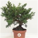 <b>Ginepro Kishu P/B</b> Esemplare Unico cm 32-57,00 €