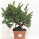 <b>Ginepro Kishu P/B</b> Esemplare Unico cm 28-59,00 €