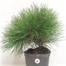 <b>Pino Nero P/B</b> Esemplare Unico cm 38-69,00 €