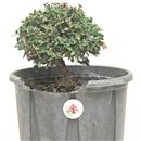 <b>Olmo Giapponese P/B</b> Esemplare Unico cm 24-39,00 €