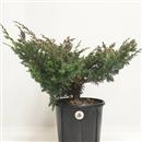 <b>Ginepro Kishu P/B</b> Esemplare Unico cm 35-39,00 €