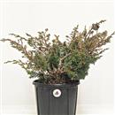 <b>Ginepro Kishu P/B</b> Esemplare Unico cm 34-39,00 €