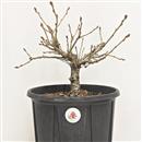 <b>Quercia P/B</b> Esemplare Unico cm 30-39,00 €