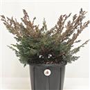 <b>Ginepro Kishu P/B</b> Esemplare Unico cm 37-39,00 €