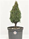 <b>Cipresso P/B</b> Esemplare Unico cm 41-29,00 €