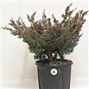 <b>Ginepro Kishu P/B</b> Esemplare Unico cm 38-39,00 €