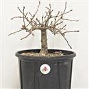 <b>Quercia P/B</b> Esemplare Unico cm 29-39,00 €