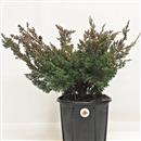 <b>Ginepro Kishu P/B</b> Esemplare Unico cm 35-39,00 €