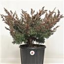 <b>Ginepro Kishu P/B</b> Esemplare Unico cm 37-39,00 €