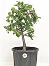 <b>Quercia Ilex (Leccio) P/B</b> Esemplare Unico cm 44-39,00 €