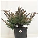 <b>Ginepro Kishu P/B</b> Esemplare Unico cm 40-39,00 €