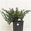 <b>Ginepro Kishu P/B</b> Esemplare Unico cm 33-39,00 €