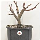 <b>Melo Halliana P/B</b> Esemplare Unico cm 31-49,00 €