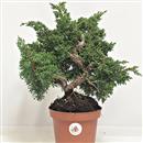 <b>Ginepro Kishu P/B</b> Esemplare Unico cm 28-59,00 €