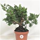 <b>Ginepro Kishu P/B</b> Esemplare Unico cm 29-59,00 €