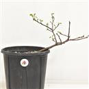 <b>Albero di Giuda P/B</b> Esemplare Unico cm 28-39,00 €