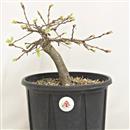 <b>Quercia P/B</b> Esemplare Unico cm 27-39,00 €