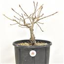 <b>Quercia P/B</b> Esemplare Unico cm 29-39,00 €