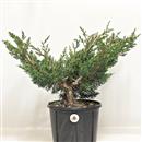 <b>Ginepro Kishu P/B</b> Esemplare Unico cm 37-39,00 €