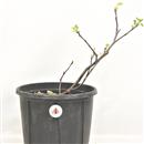 <b>Albero di Giuda P/B</b> Esemplare Unico cm 34-39,00 €