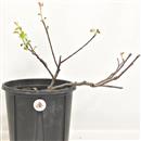 <b>Albero di Giuda P/B</b> Esemplare Unico cm 31-39,00 €