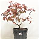 <b>Acero Deshojo P/B</b> Esemplare Unico cm 44-65,00 €