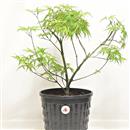 <b>Acero Corticosa Arakawa P/B</b> Esemplare Unico cm 39-79,00 €