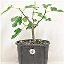 <b>Fico P/B</b> Esemplare Unico cm 32-39,00 €