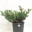 <b>Ginepro Kishu P/B</b> Esemplare Unico cm 35-39,00 €