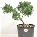 <b>Ginepro Kishu P/B</b> Esemplare Unico cm 31-39,00 €