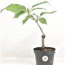 <b>Ciliegio Kanzan Mini P/B</b> Esemplare Unico cm 28-19,80 €