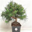 <b>Pino di Aleppo P/B</b> Esemplare Unico cm 36-55,00 €