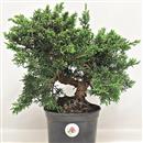 <b>Ginepro Kishu P/B</b> Esemplare Unico cm 28-59,00 €