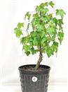 <b>Liquidambar P/B</b> Esemplare Unico cm 47-49,00 €