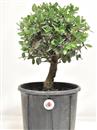<b>Quercia da Sughero P/B</b> Esemplare Unico cm 38-39,80 €