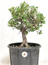 <b>Quercia da Sughero P/B</b> Esemplare Unico cm 36-39,80 €