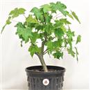 <b>Liquidambar P/B</b> Esemplare Unico cm 41-49,00 €